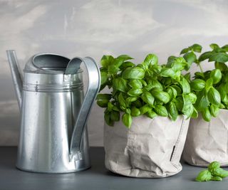 basil plants and metal watering can