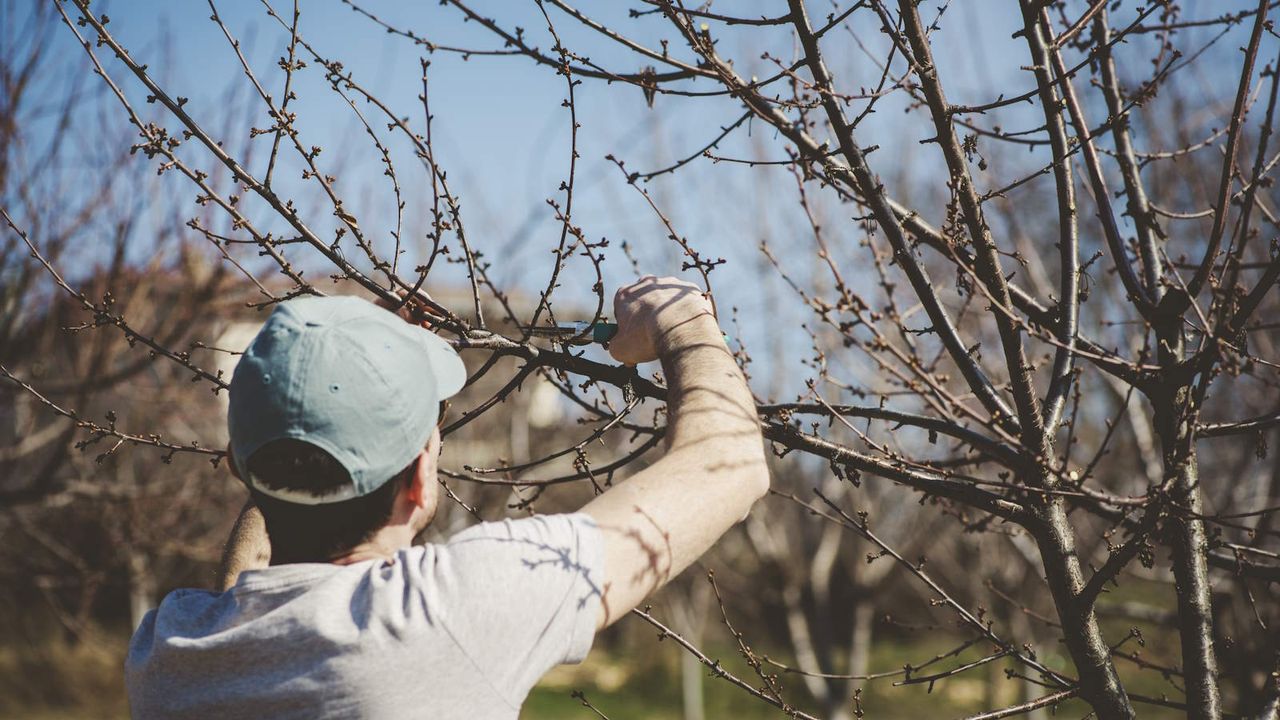 Pruning small tree branches with pruning shears