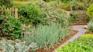 how to design a potager: a fence and trellis being used as a potager boundary
