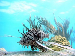 A popular aquarium fish and invasive predator, lionfish have a fan of soft, waving fins and venomous spines.