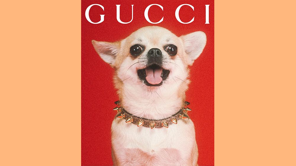 Gucci Pet Collection