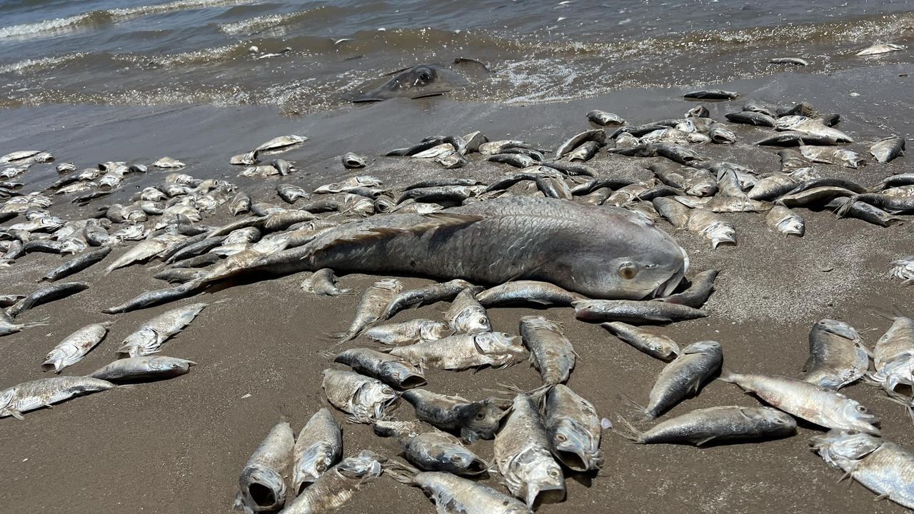 Fish washed ashore