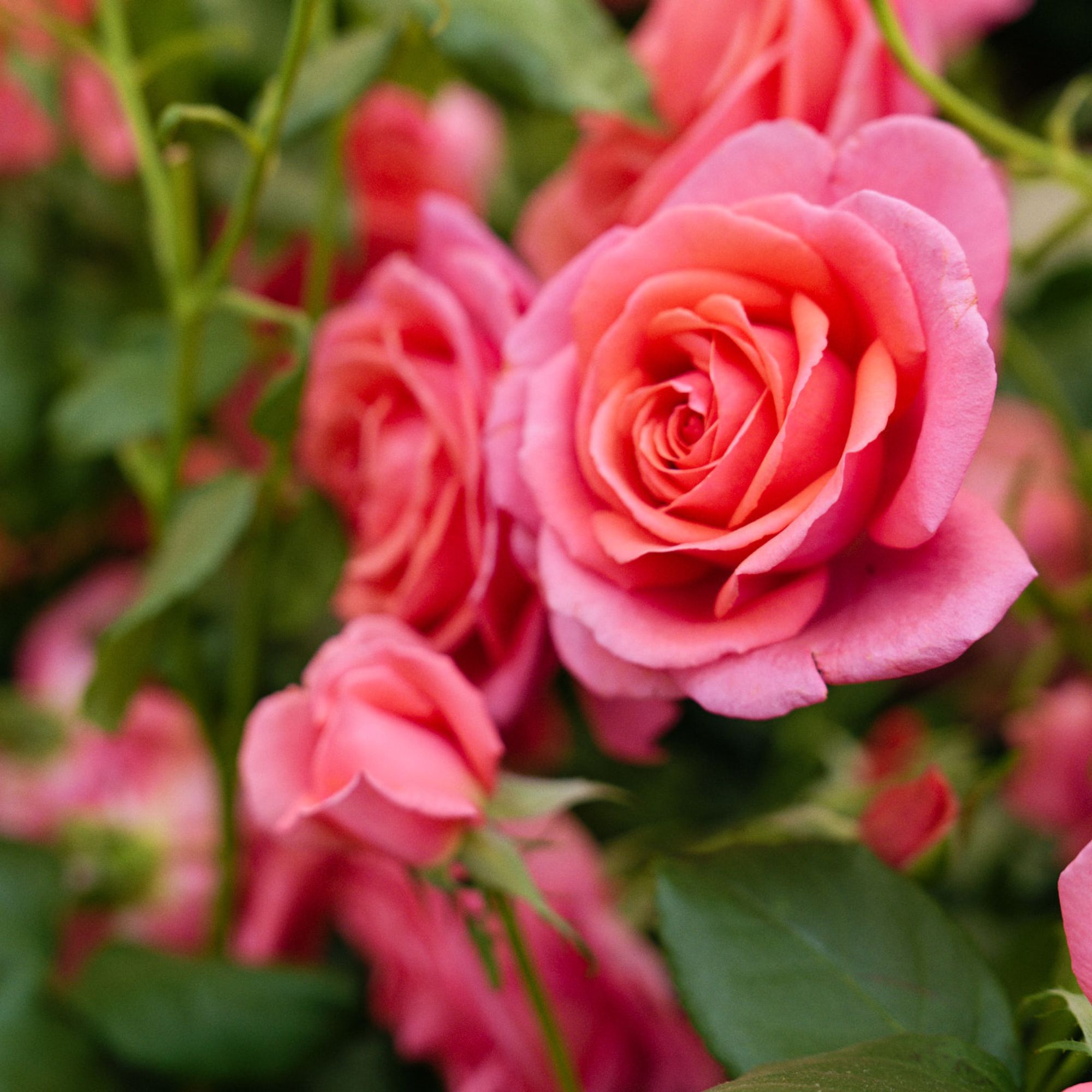 Catherine&#039;s Rose
