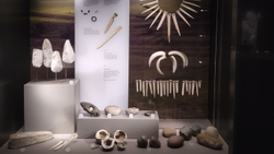 Various stones, bones and tools on display behind glass case.