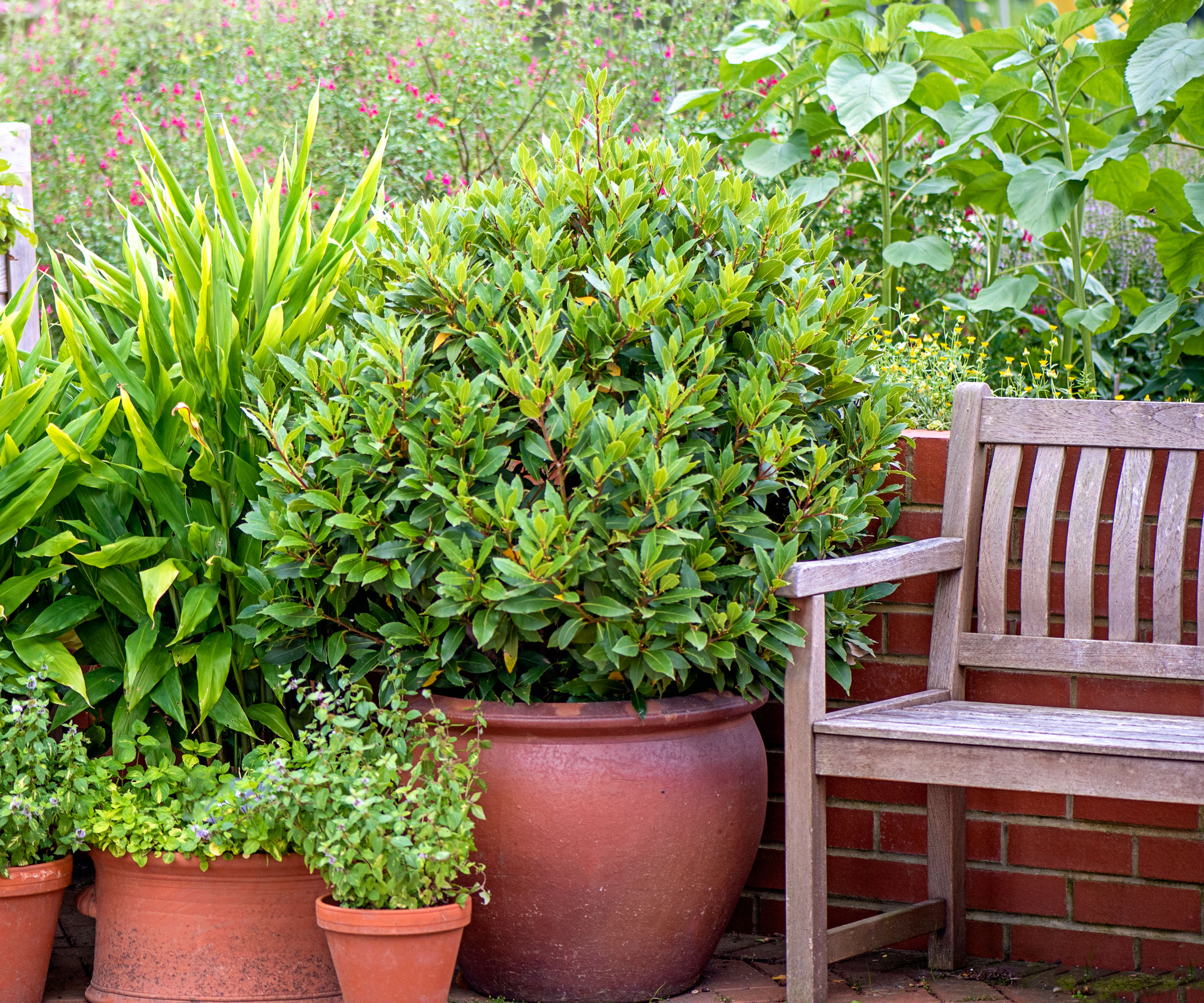 bay laurel tree in large terracotta pot with other potted shrubs next to wooden bench