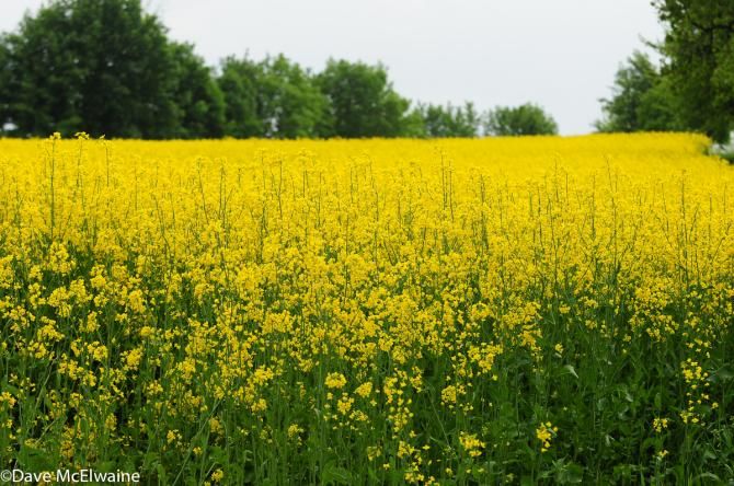 The fields around the race venue are currently ablaze with rapeseed flowers