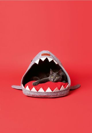 Photo of a cat lying in a shark shaped cat bed.