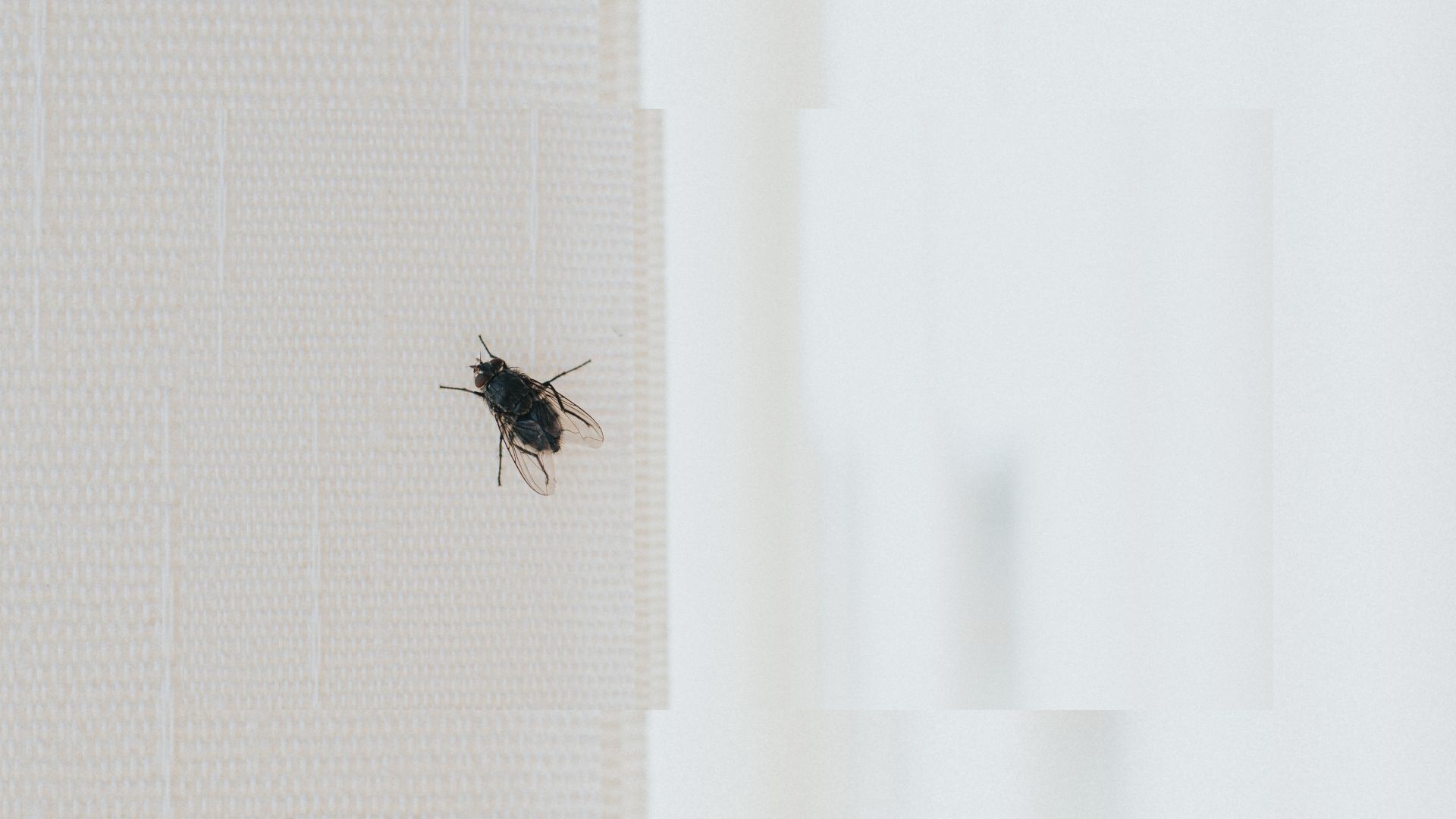 picture of house fly sitting on blind in house