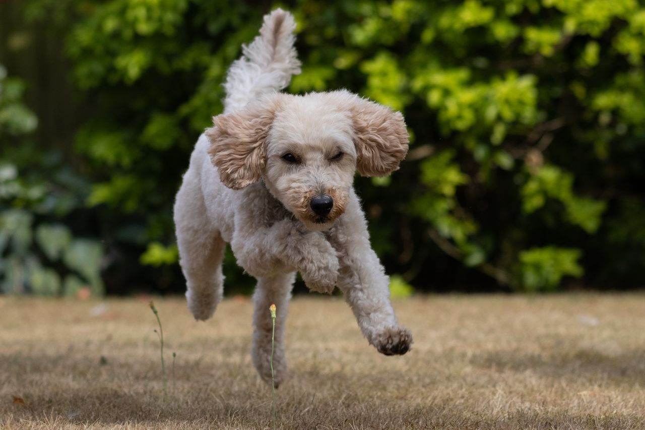 A running cockapoo dog in a garden