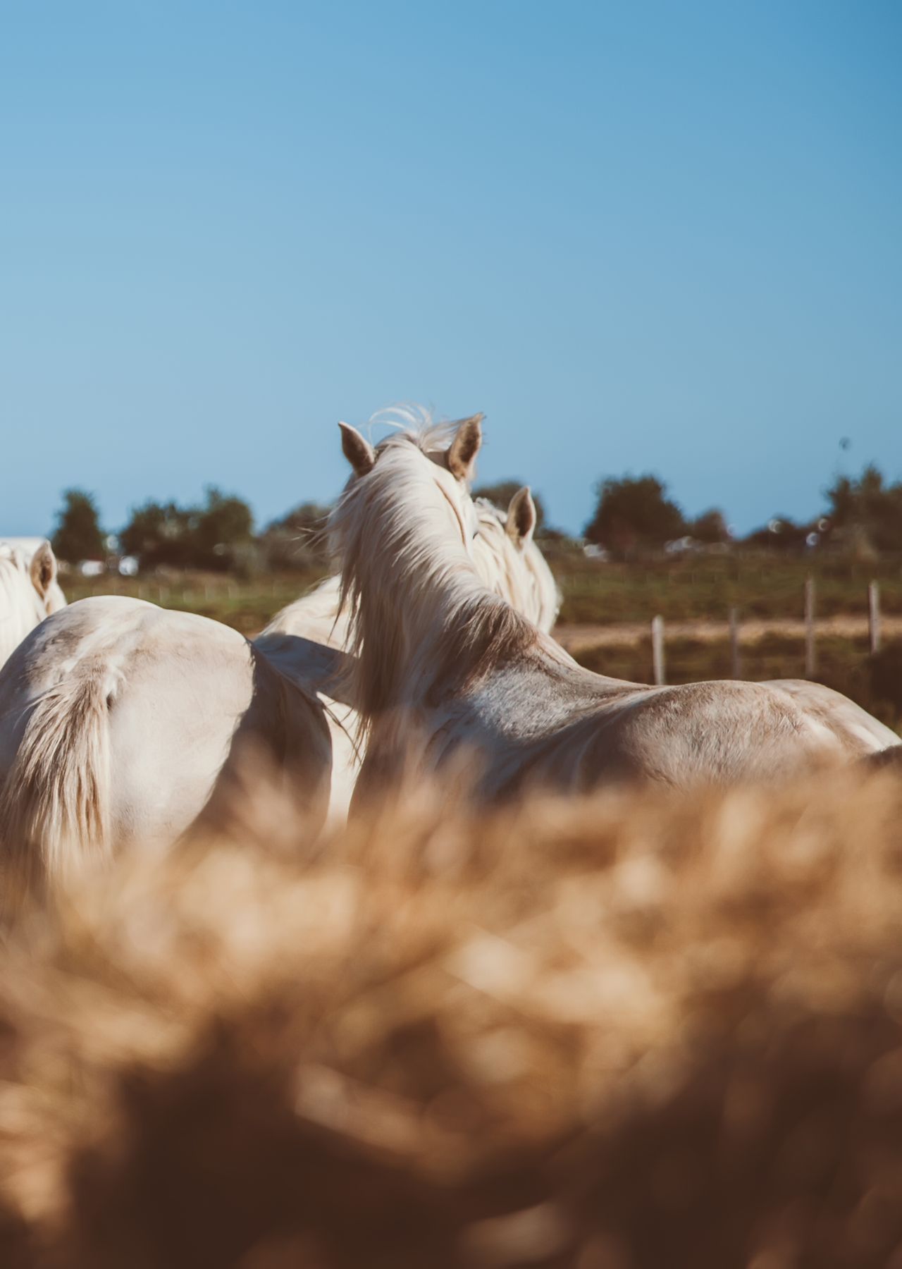 Camargue Regional Nature Park.
