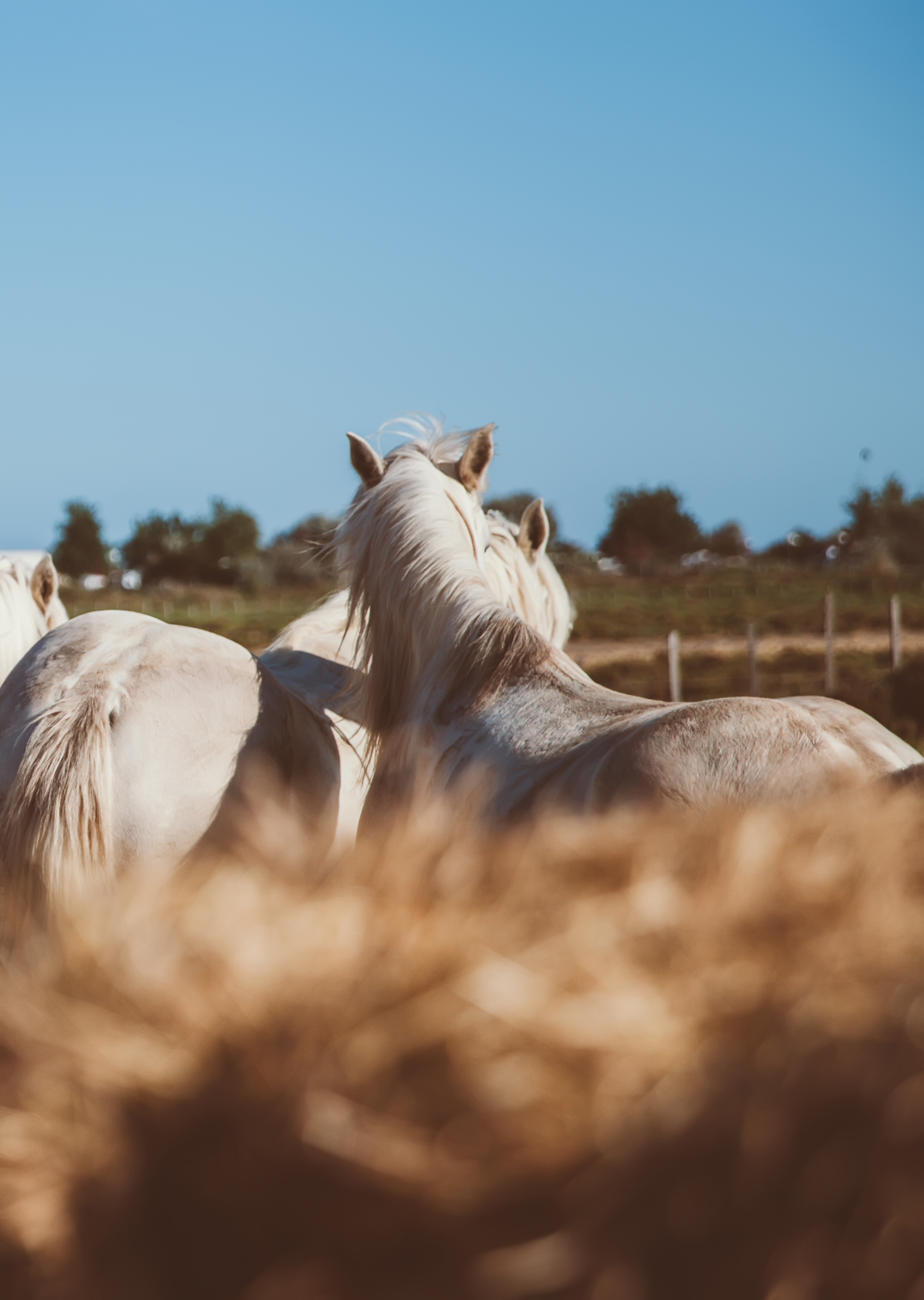 Camargue Regional Nature Park.