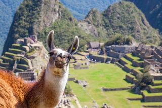 An alpaca at Machu Picchu