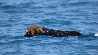 A humpback whale plays with seaweed by putting it on its head.