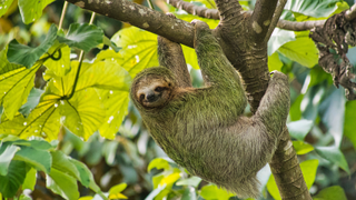 A pale-throated sloth is shown hanging from a branch of a tree in a forest.