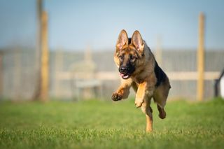 Running German Shepherd