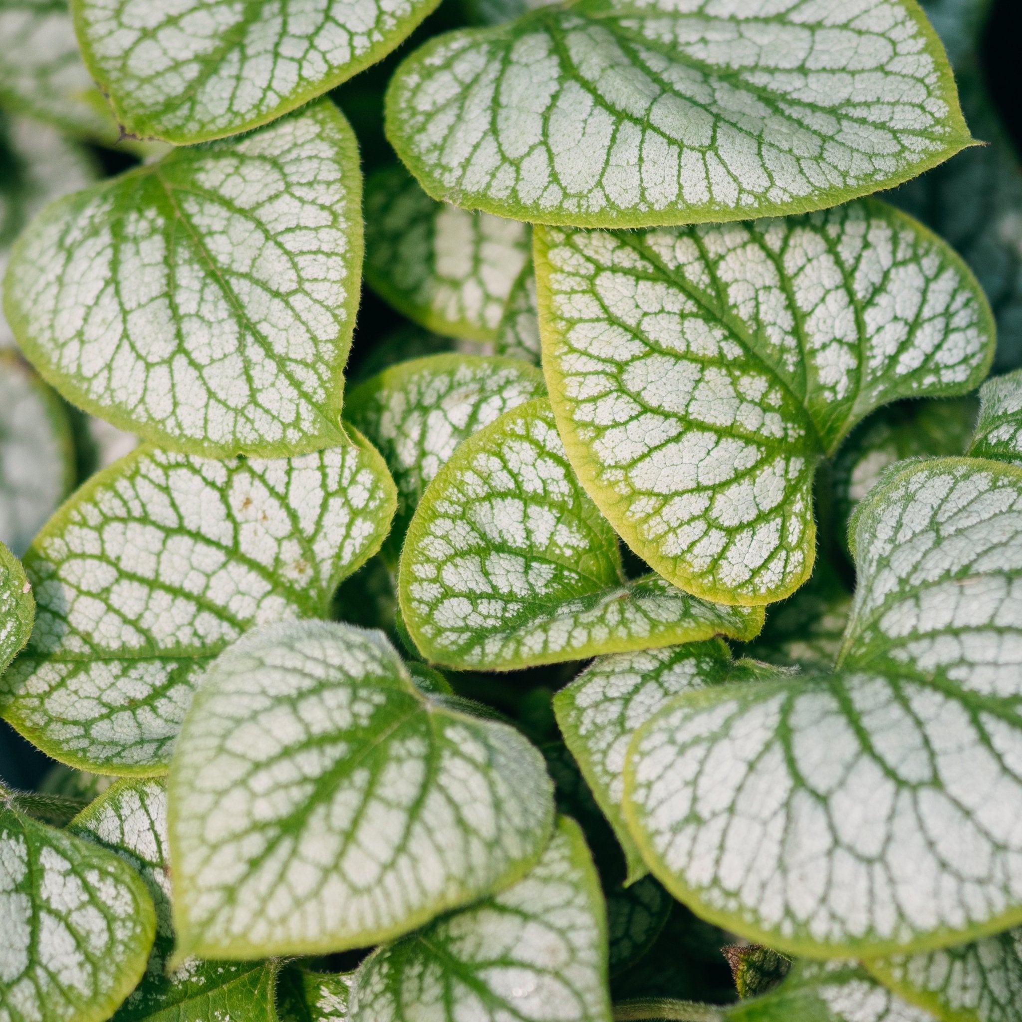 Jack Frost Brunnera
