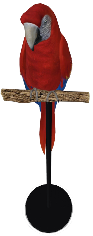 Macaw Google Search 3D model