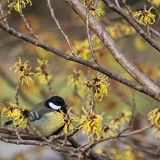 witch hazel fragrant shrub