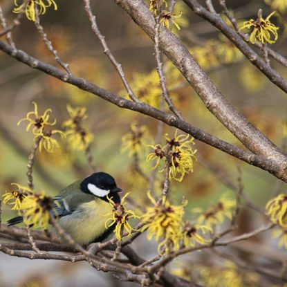 witch hazel fragrant shrub