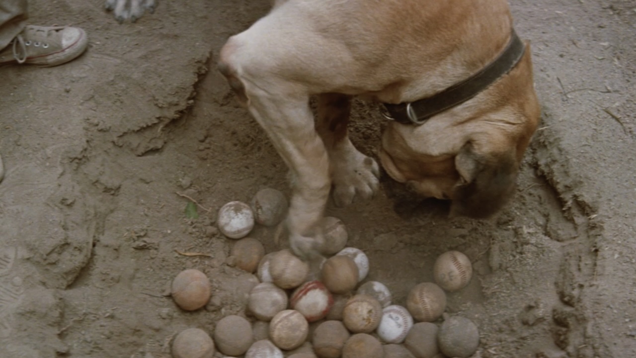 Hercules pawing at the baseballs in The Sandlot