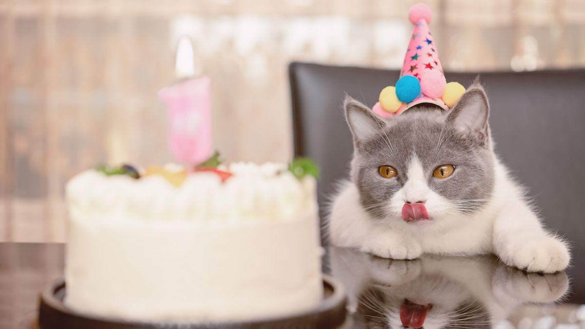 Cat Birthday Cake Online - Cat Face Cake | Cat Theme Birthday Cake