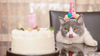 Cat sat at table wearing party hat, licking lips and looking at birthday cake