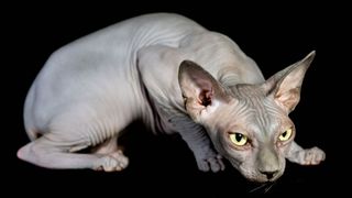 Sphynx cat at a Supreme Show in London