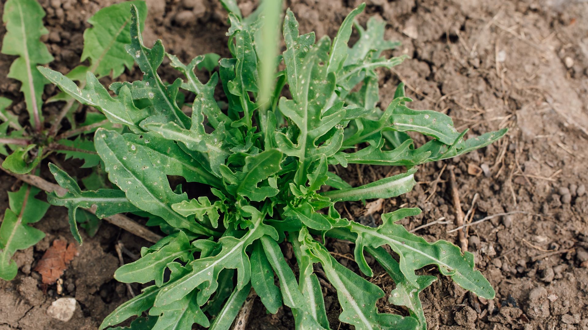 picture of rocket growing in the ground