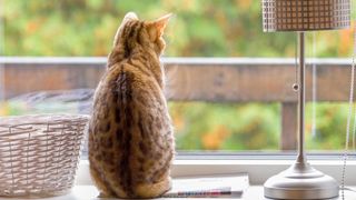 cat looking out of window, zen