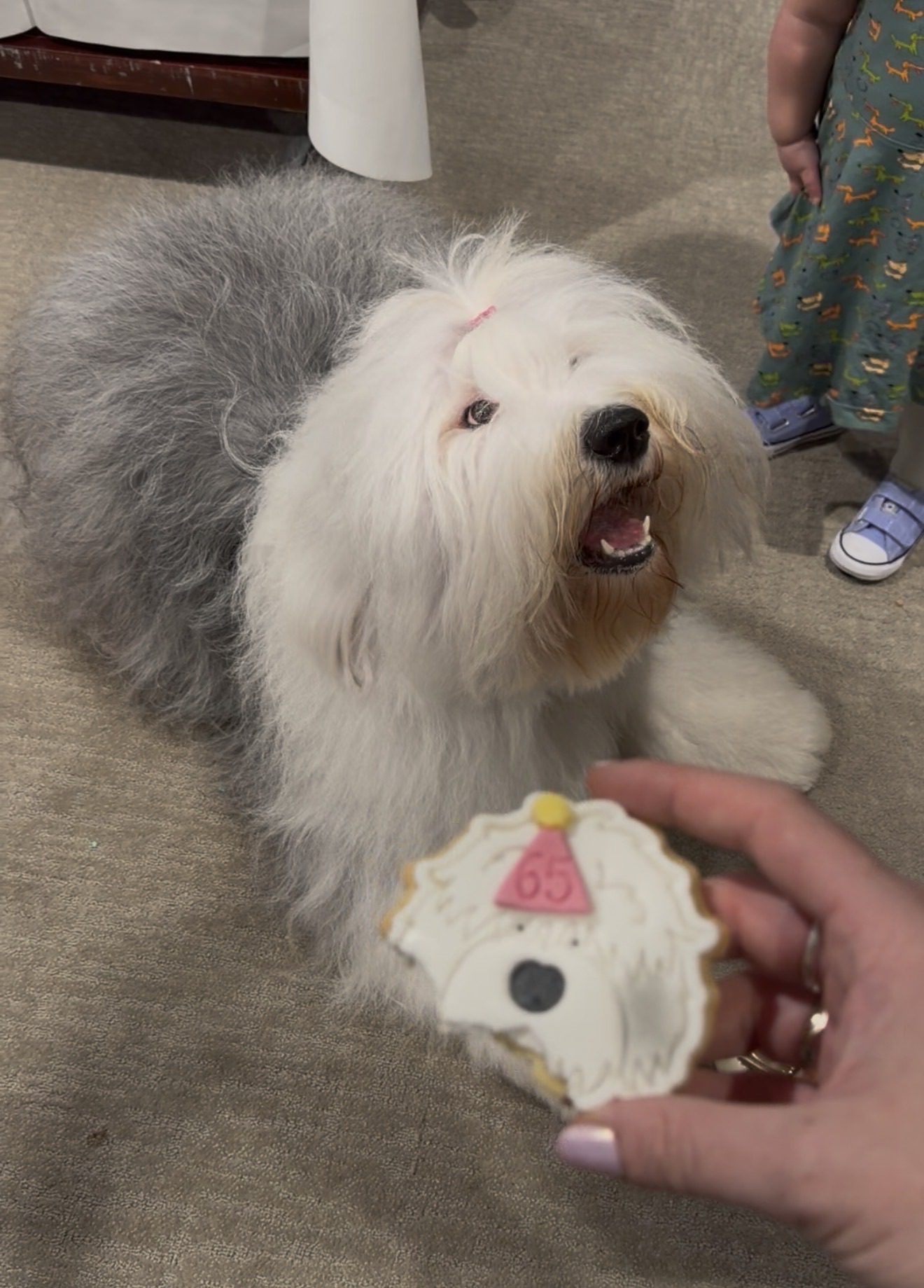 A fluffy old English sheepdog lies on a carpet, looking up excitedly at a hand holding a biscuit decorated like the dog wearing a pink party hat marked “65.”