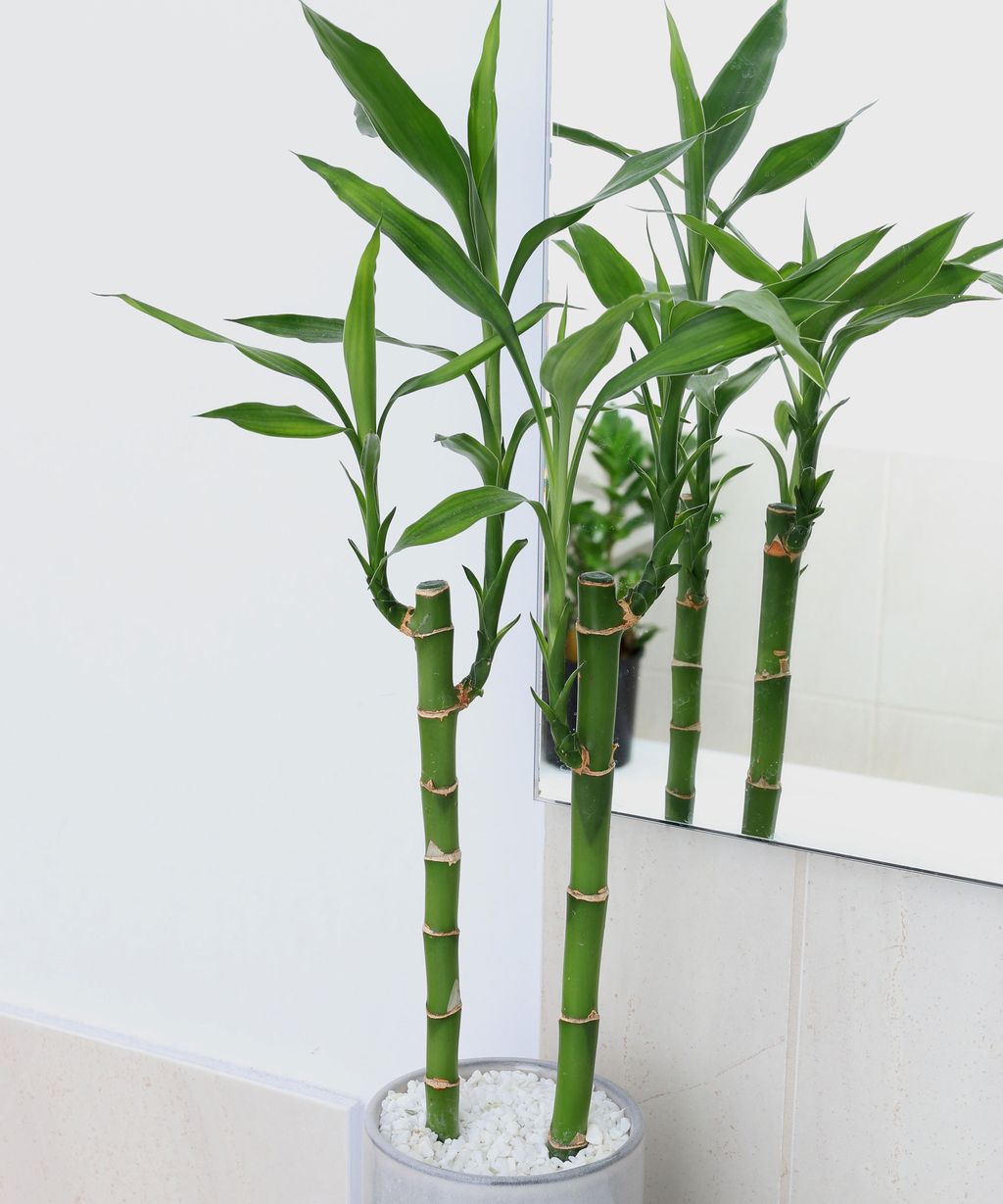 Experts say this houseplant can survive in a windowless bathroom Real