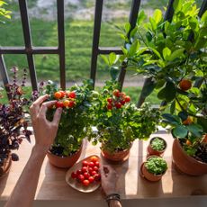 tomatoes growing in containers on a balcony