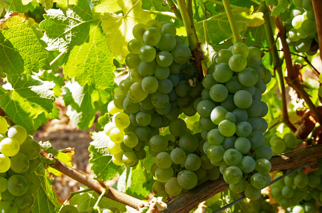 A close-up image of two bunches of white Sauvignon Blanc grapes, surrounded by foliage