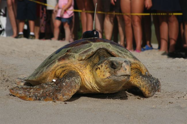 Blood Tests Show Where Loggerhead Turtles Go | Live Science