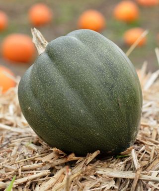 An acorn squash sitting on a bed of straw