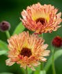 Calendula officinalis 'Sunset Buff from Sarah Raven'