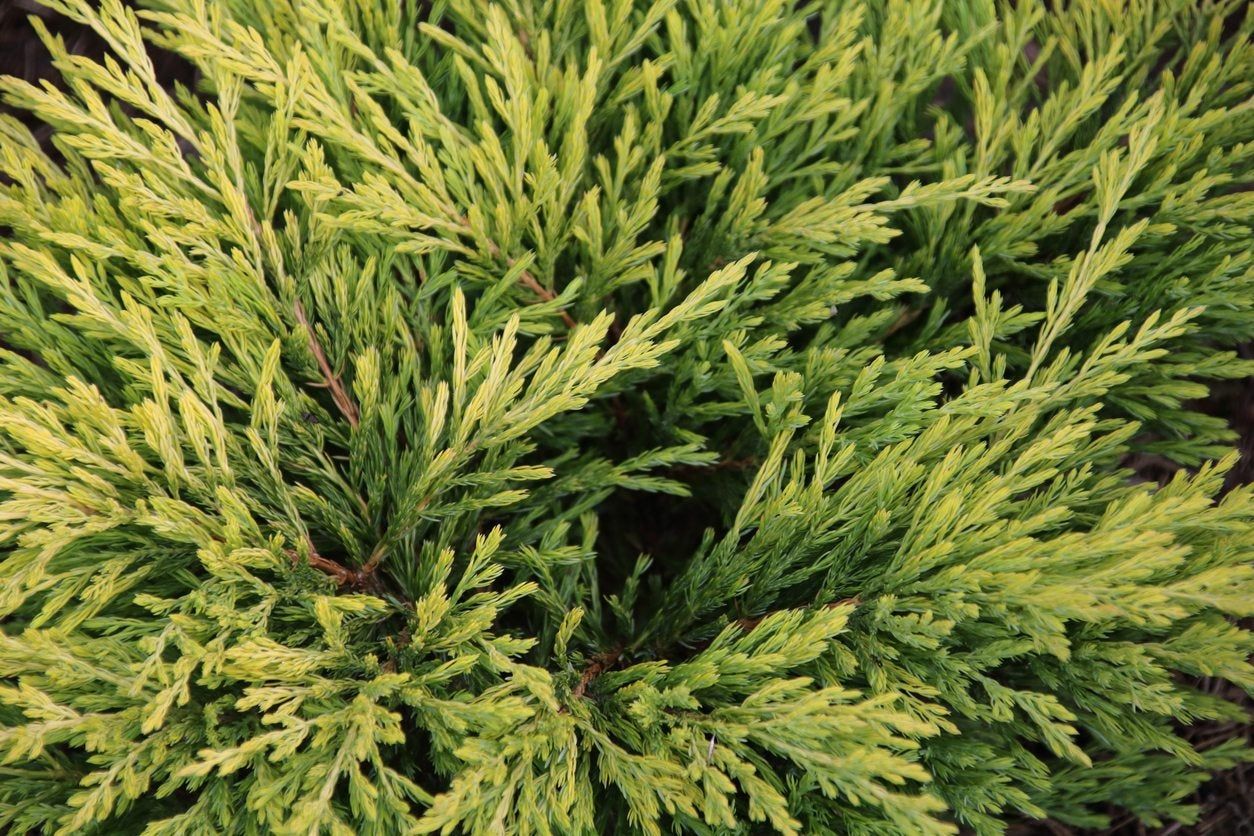 Hinoki False Cypress Information - How To Grow A Hinoki Cypress ...