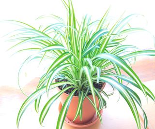Picture of a spider plant