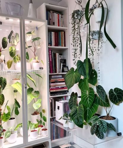 This IKEA greenhouse cabinet hack will turn your home into a jungle ...