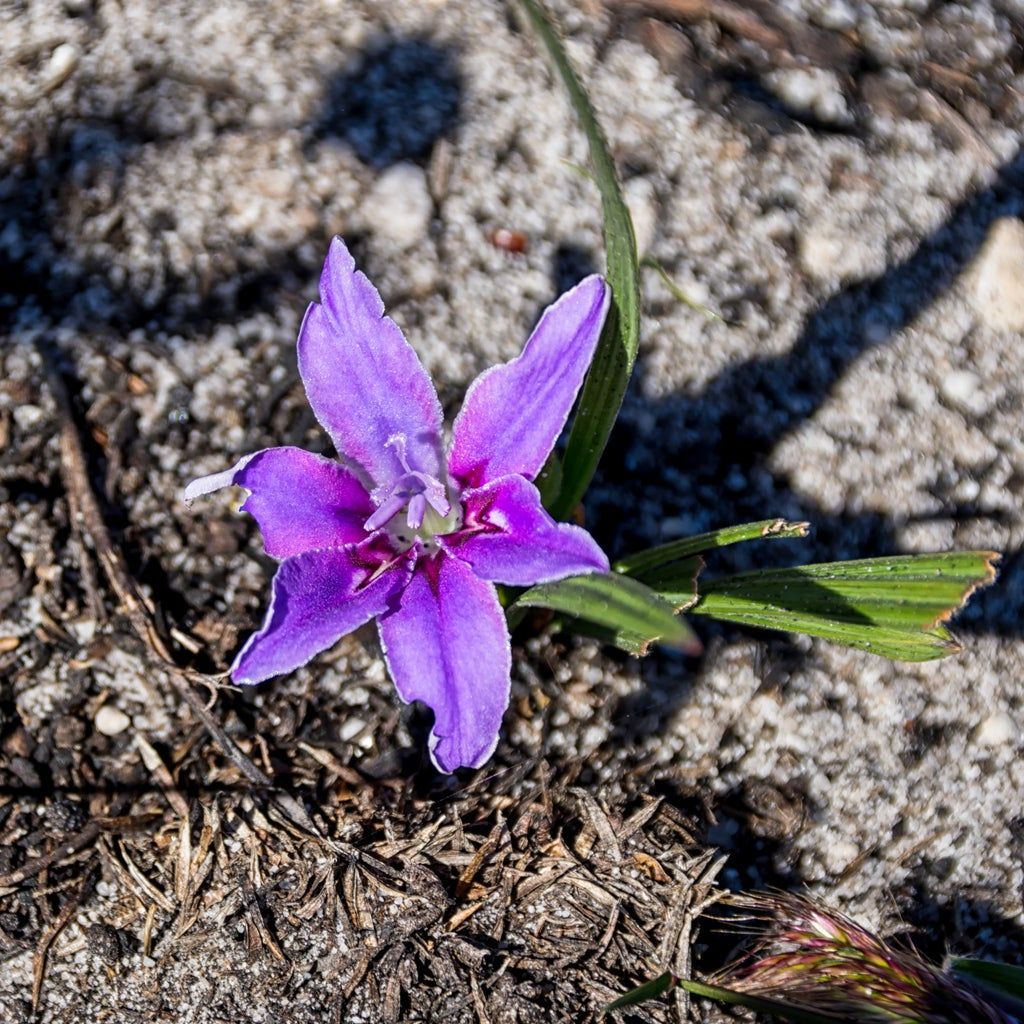 baboon flower