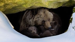 In a snowy den, a mother bear embraces her cubs