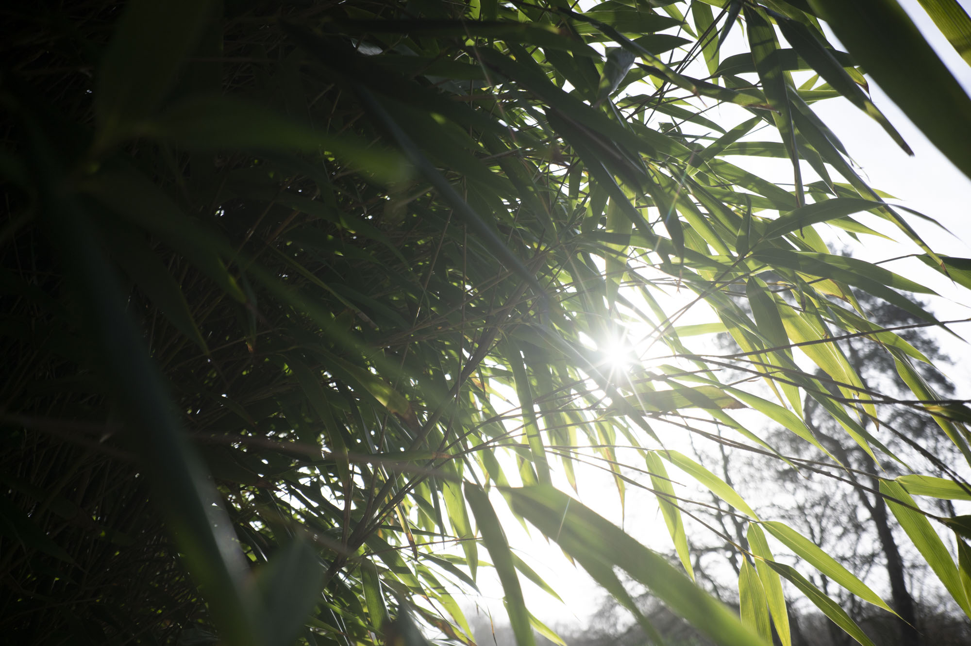 Viltrox AF 28mm F4.5 image gallery: bamboo leaves with sunlight bursting through