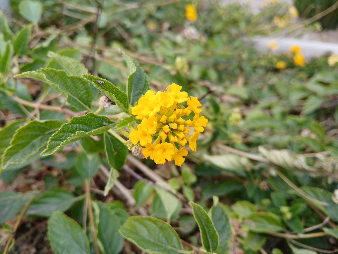 Camera sample captured by the Samsung Galaxy A15 5G