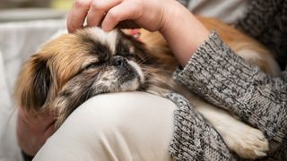 Pekingese sleeping as lapdog