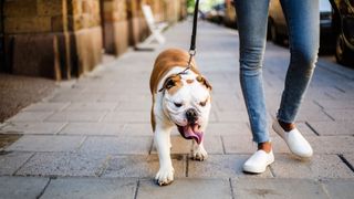 Bulldog being walked by his owner