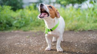 Jack Russel terrier barking 