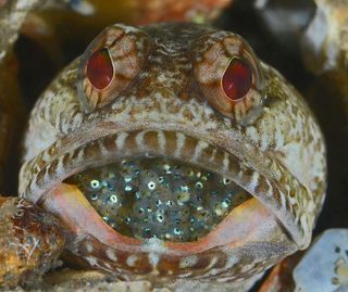 Male banded jawfish with eggs
