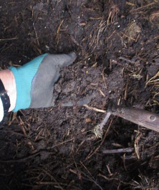 A fork in a compost heap full of well decomposed garden compost
