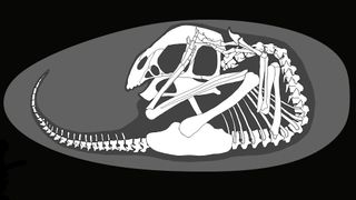 Illustration of oviraptorid skeleton in egg.