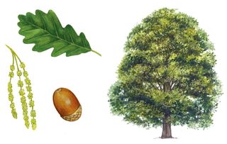 identifying british trees